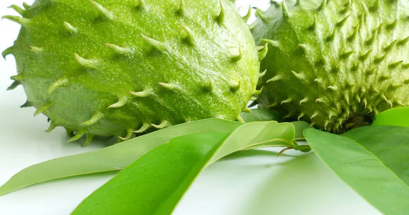 Konlobos – Die Frucht die einen Umhaut