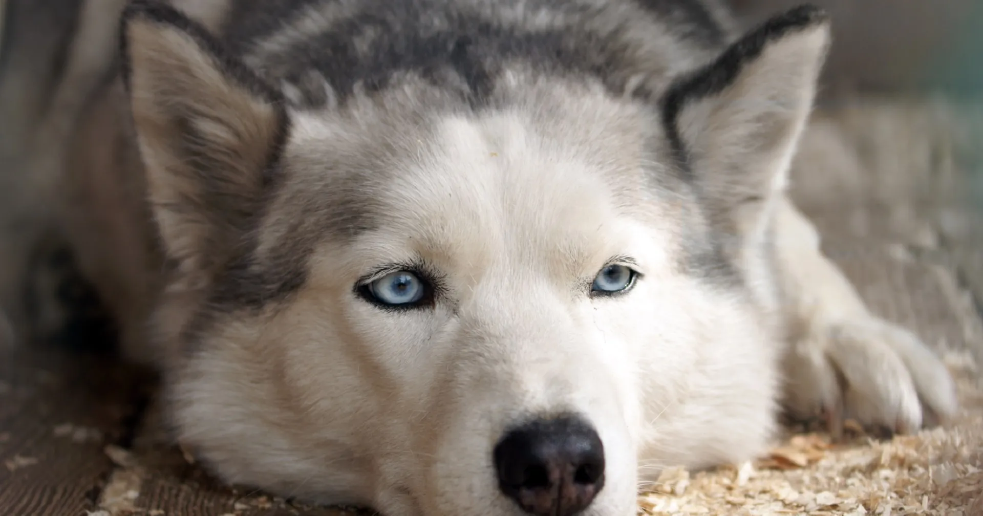 Husky - Boring