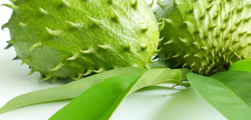 Konlobos – Die Frucht die einen Umhaut