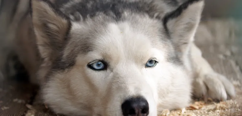 Husky - Boring